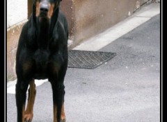 Fonds d'cran Animaux dobermann