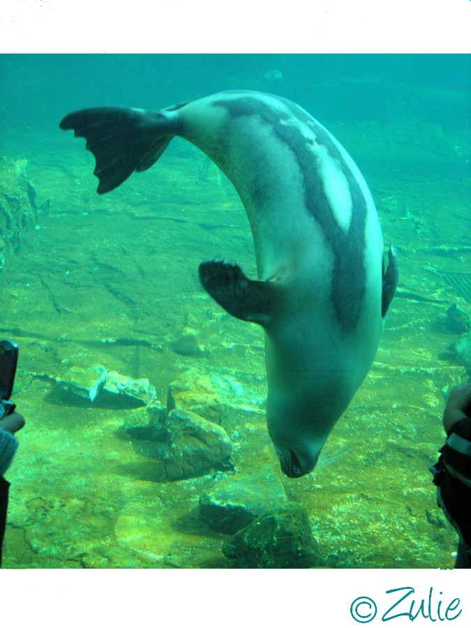 Fonds d'cran Animaux Vie marine - Otaries Otarie.