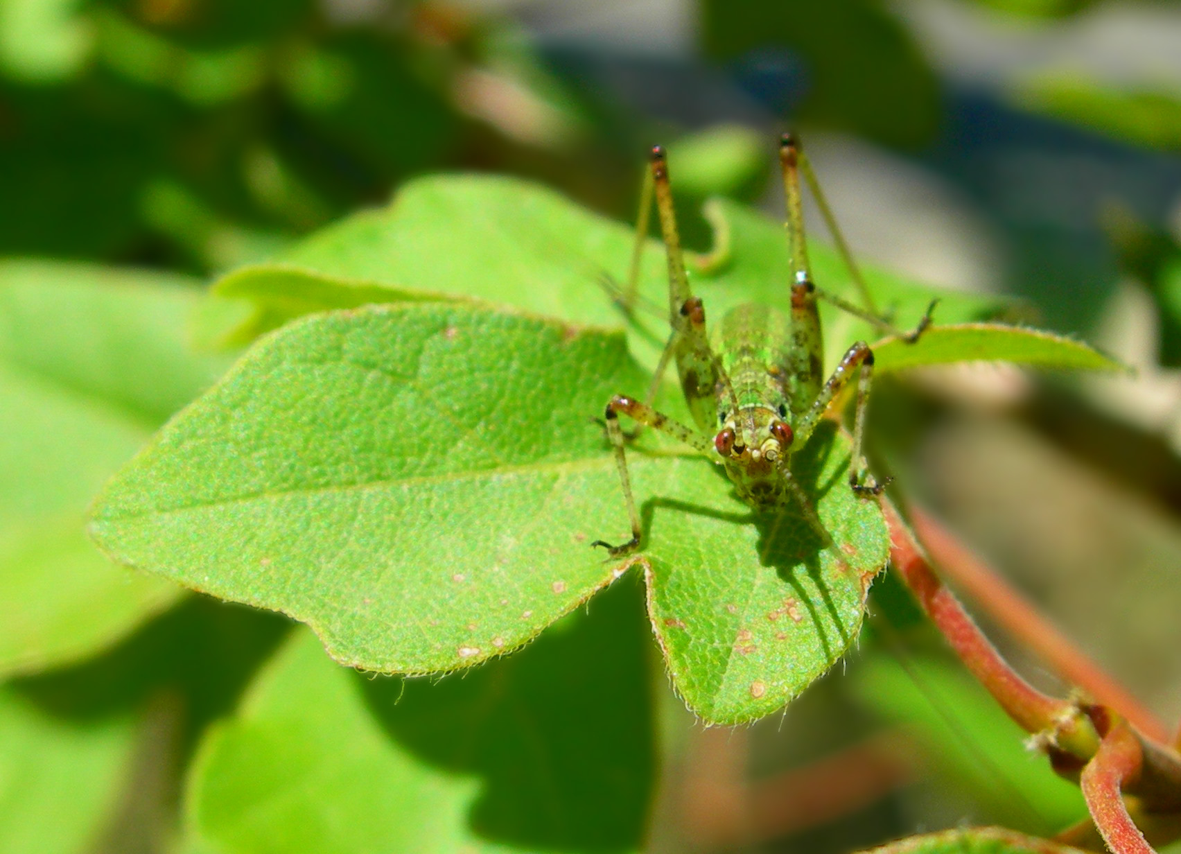 Wallpapers Animals Insects - Grasshoppers and Locusts Sauterelle