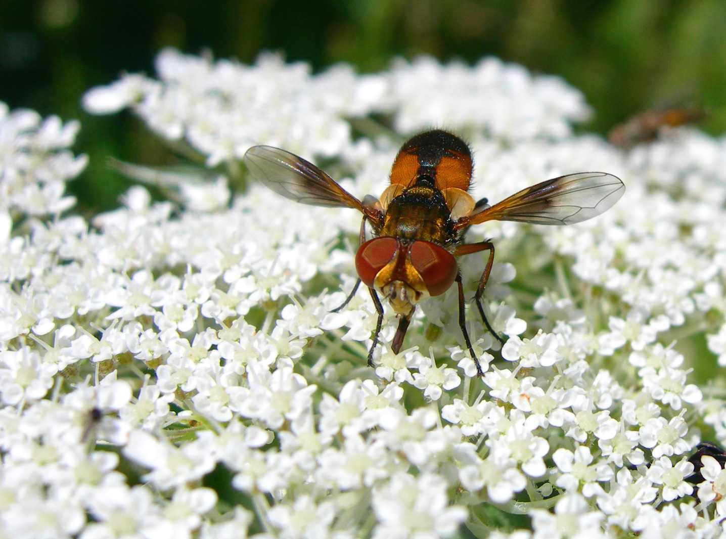 Fonds d'cran Animaux Insectes - Mouches 