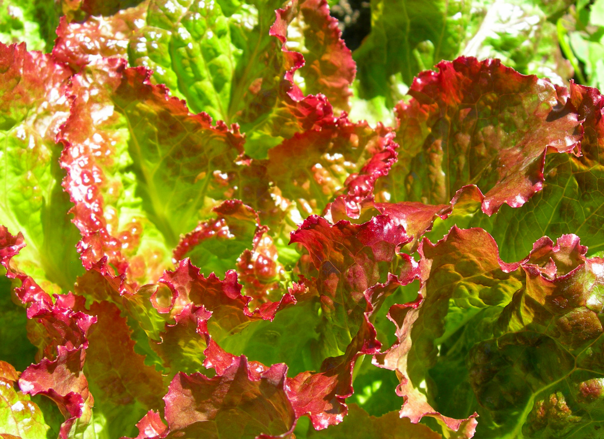 Wallpapers Nature Vegetables Salade