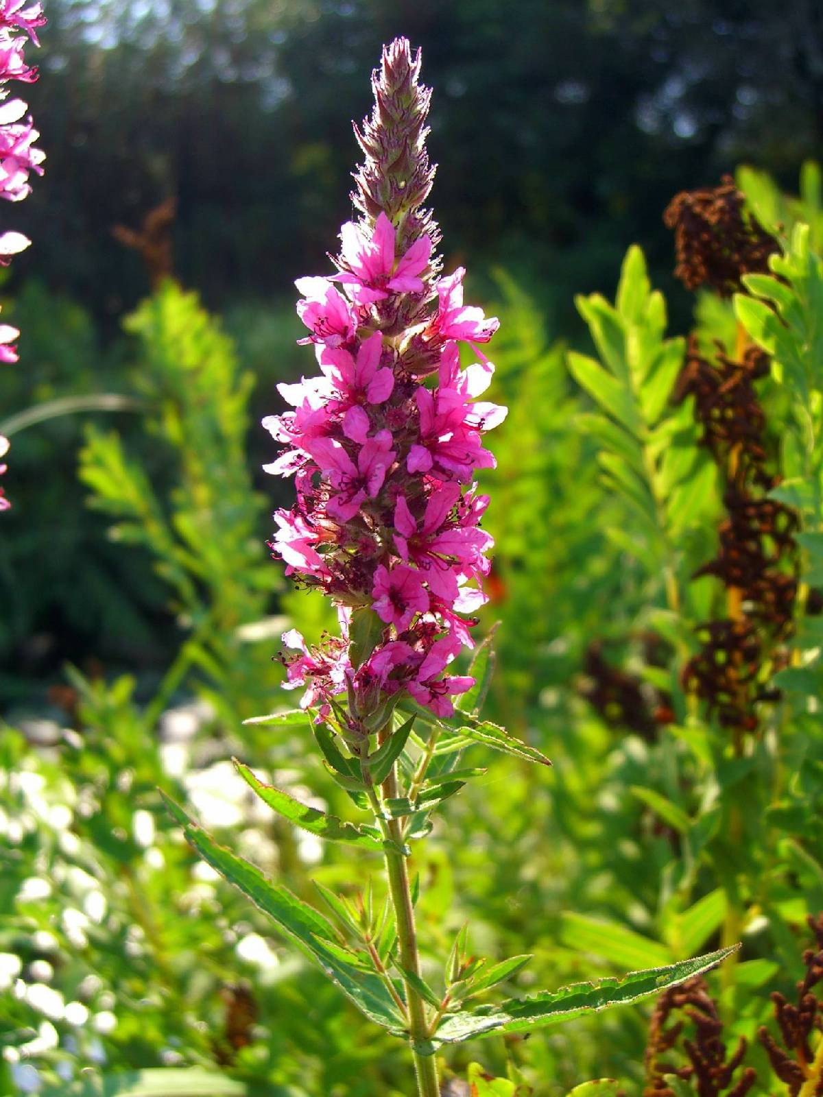 Fonds d'cran Nature Fleurs 