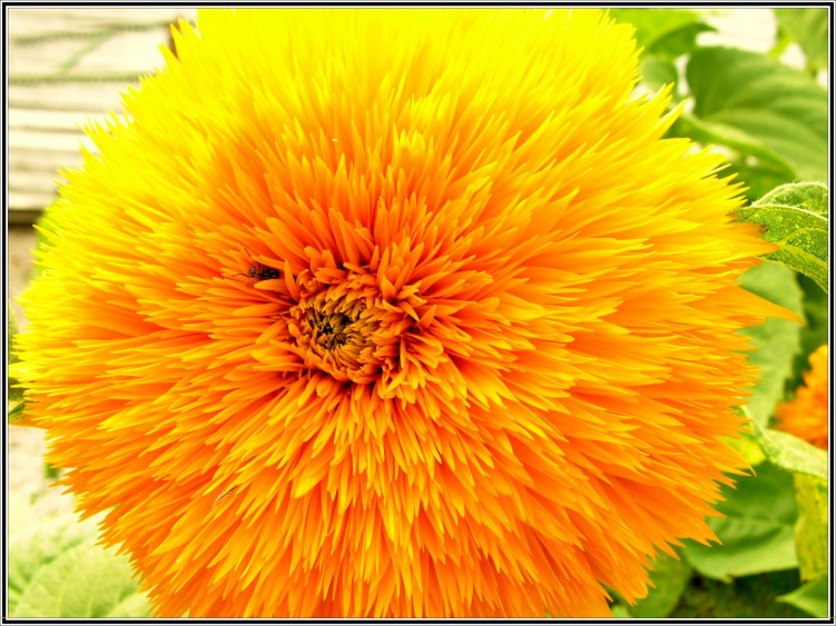 Fonds d'cran Nature Fleurs Tournesol