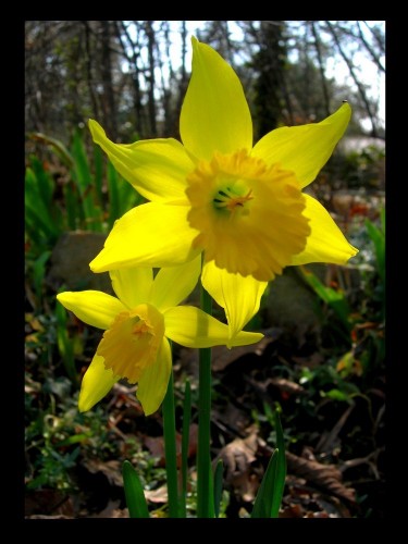 Fonds d'cran Nature Fleurs Majestueuse.