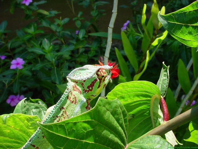 Wallpapers Animals Chameleons endormie de la Runion