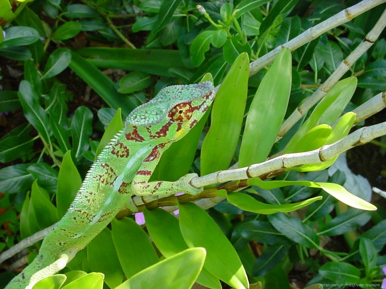 Wallpapers Animals Chameleons endormie de la Runion