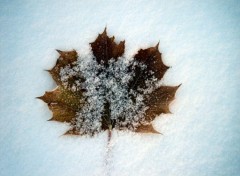 Fonds d'cran Nature feuille d'rable