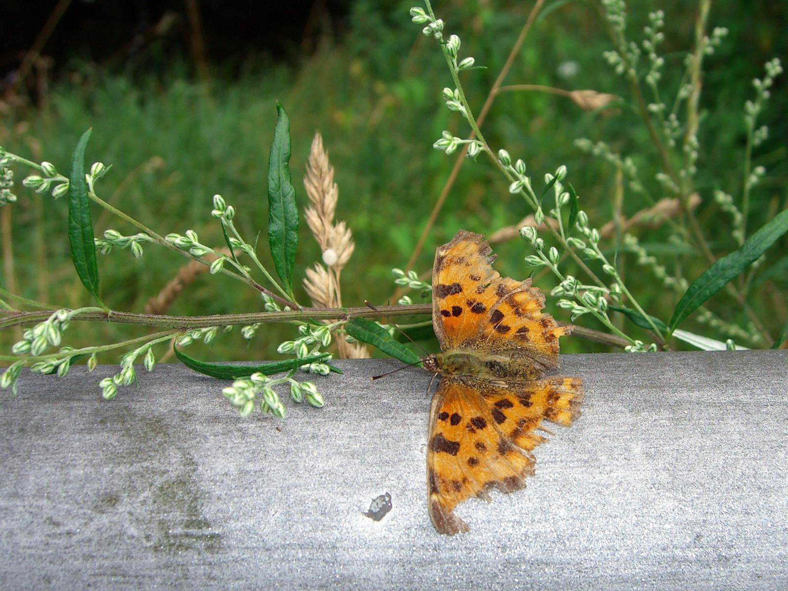 Wallpapers Animals Insects - Butterflies Atterissage forc.