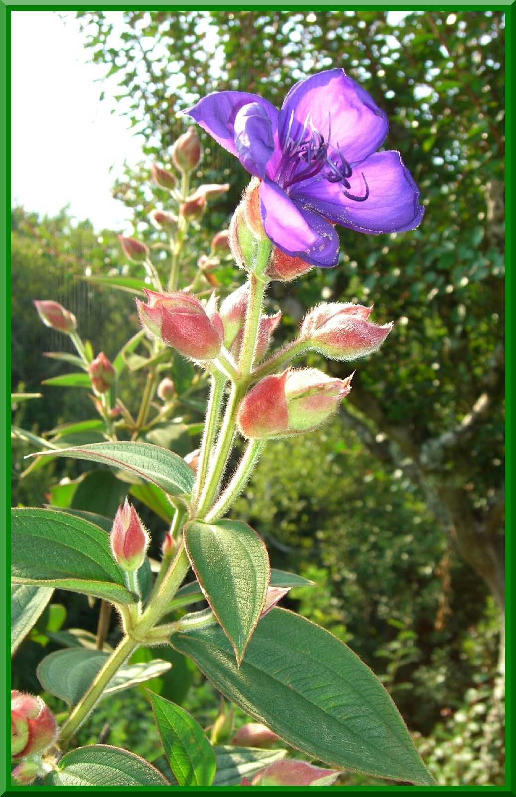 Fonds d'cran Nature Fleurs 