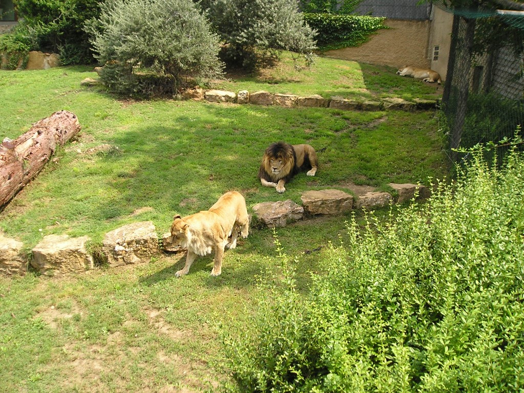 Wallpapers Animals Felines - Lions ZOO  LOIRE