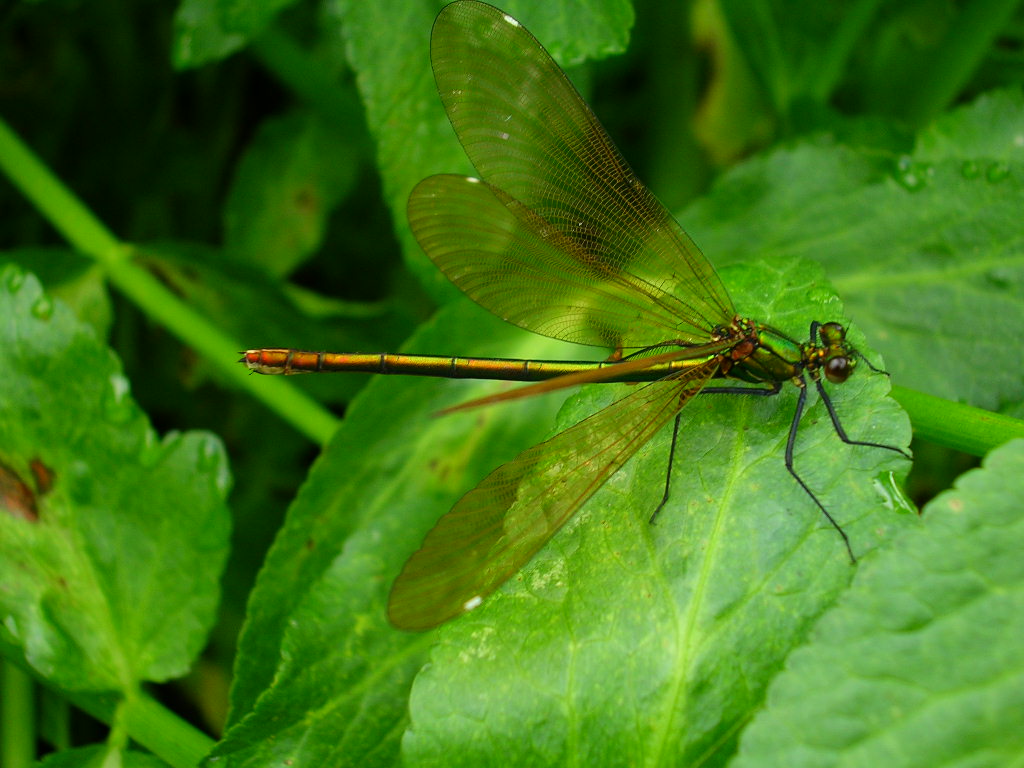 Fonds d'cran Animaux Insectes - Libellules Calopterix virgo (femelle)