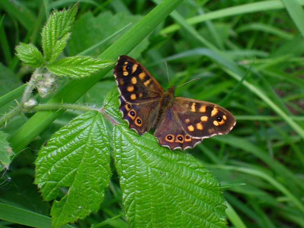 Fonds d'cran Animaux Insectes - Papillons Tircis