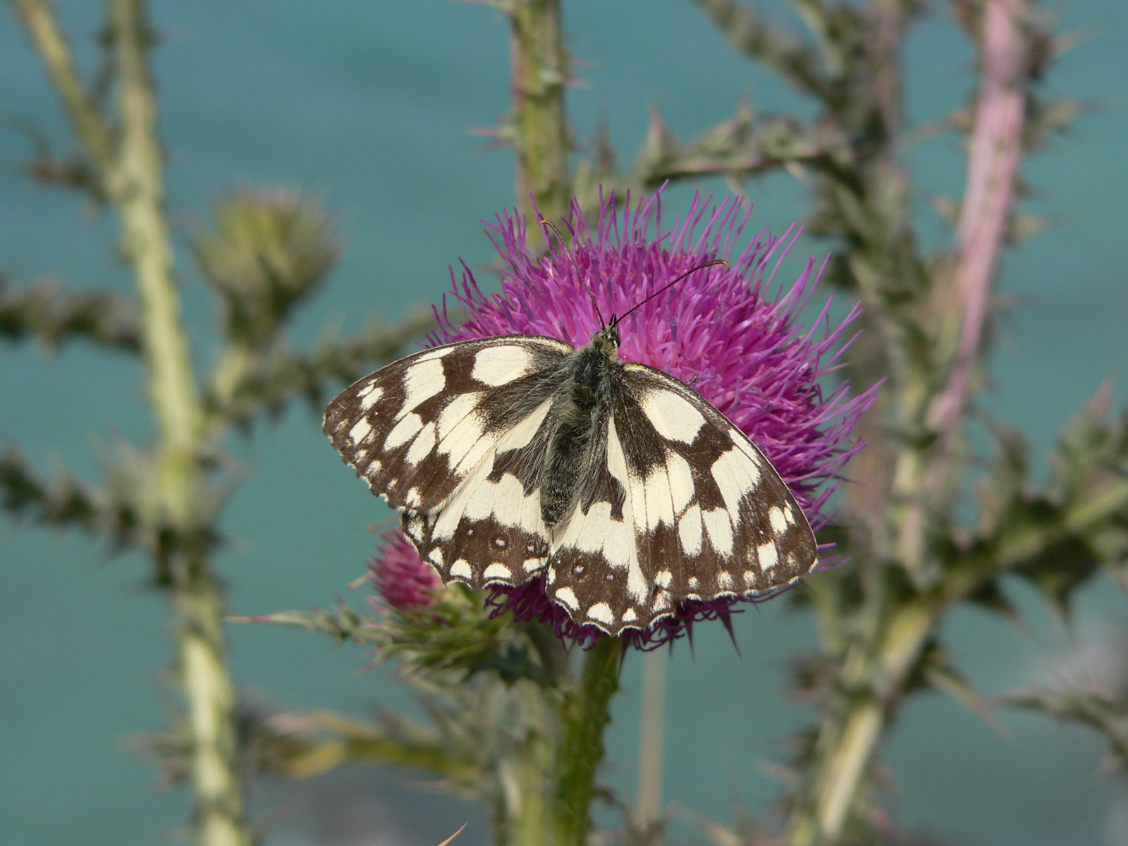 Fonds d'cran Animaux Insectes - Papillons 