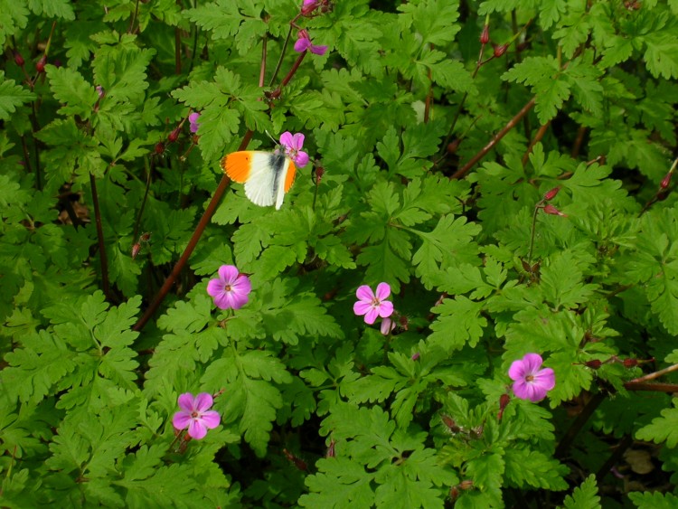 Wallpapers Animals Insects - Butterflies Aurore et herbe  robert