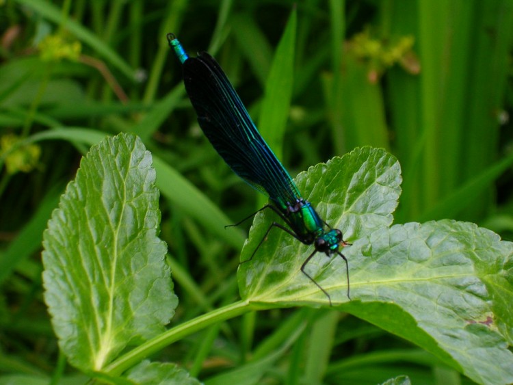 Fonds d'cran Animaux Insectes - Libellules Calopterix virgo