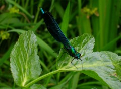 Fonds d'cran Animaux Calopterix virgo