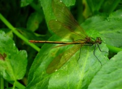 Fonds d'cran Animaux Calopterix virgo (femelle)