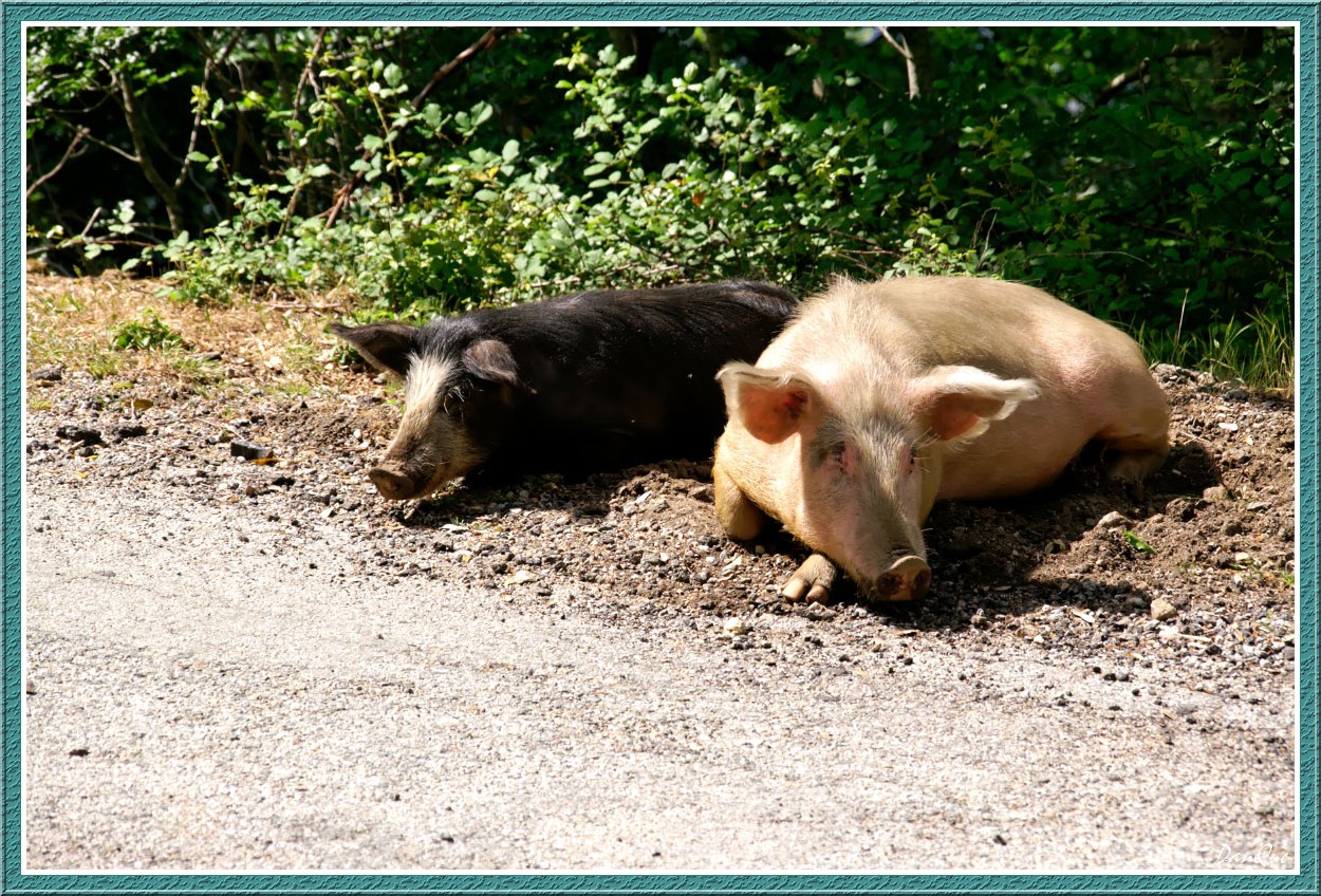 Wallpapers Animals Pigs L'Ile de beaut