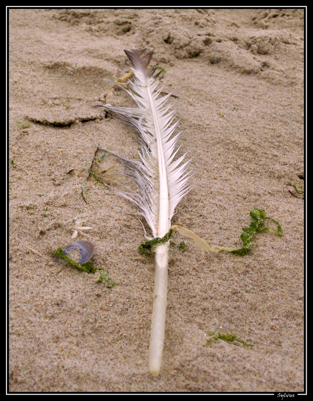 Fonds d'cran Nature Divers - Compositions On the beach!!