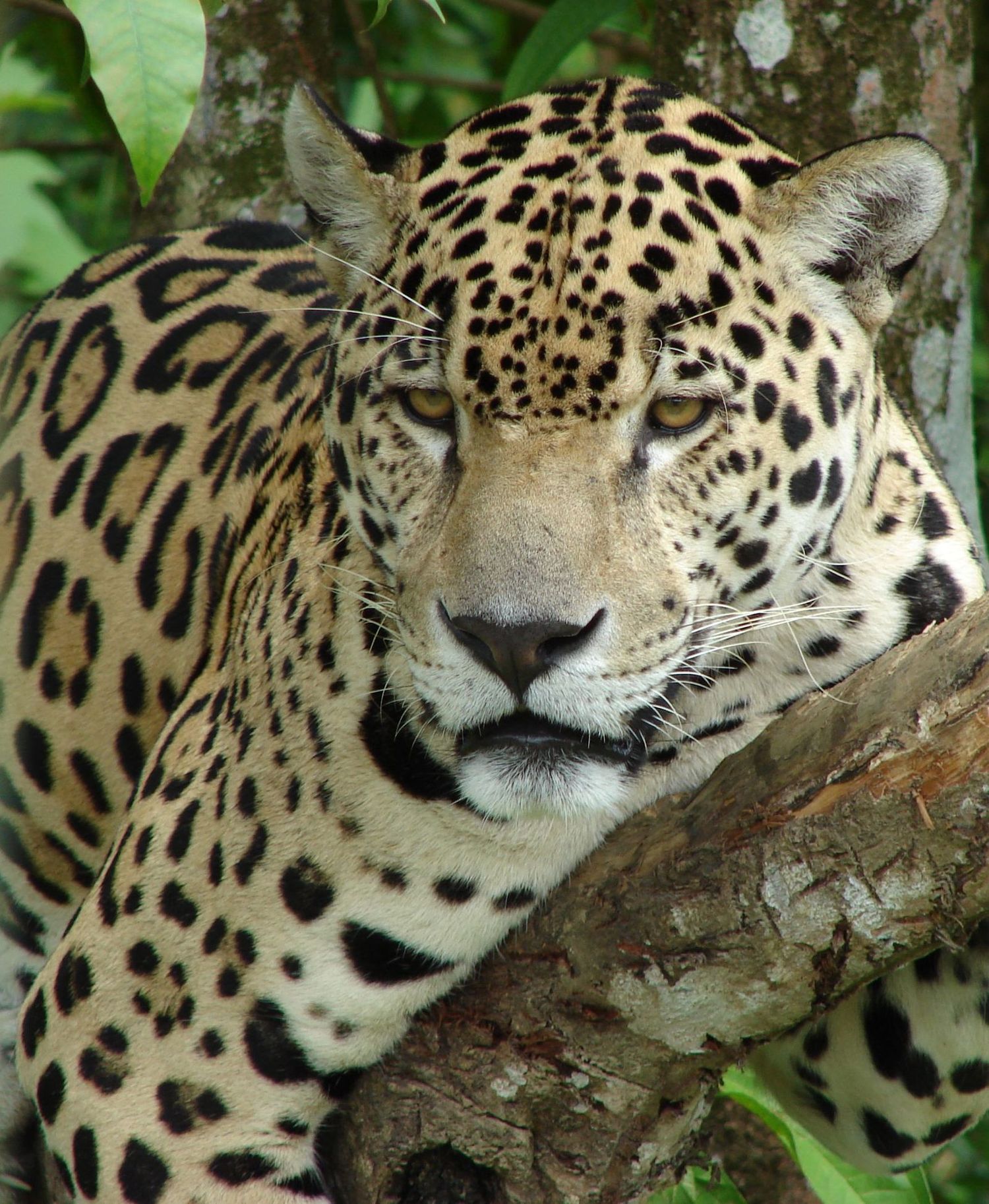 Fonds d'cran Animaux Flins - Jaguars Jaguar