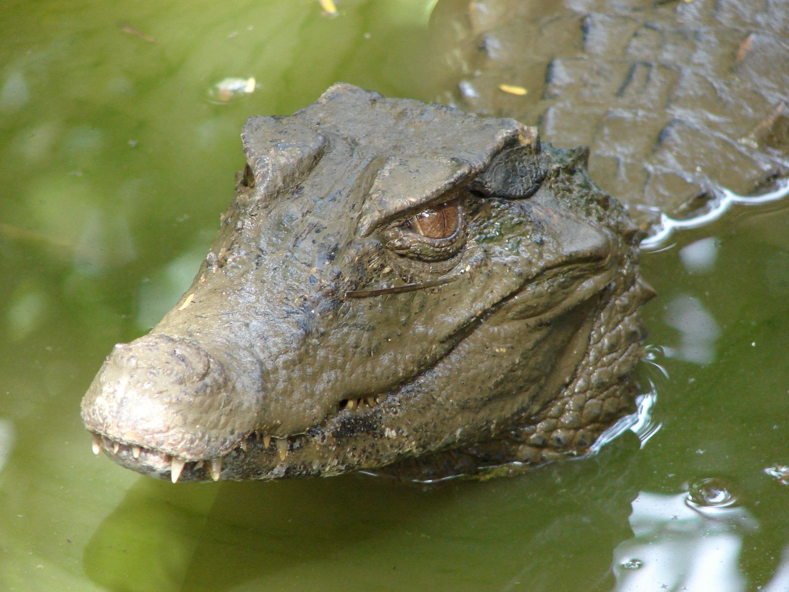 Fonds d'cran Animaux Crocodiles - Alligators - Camans Caman