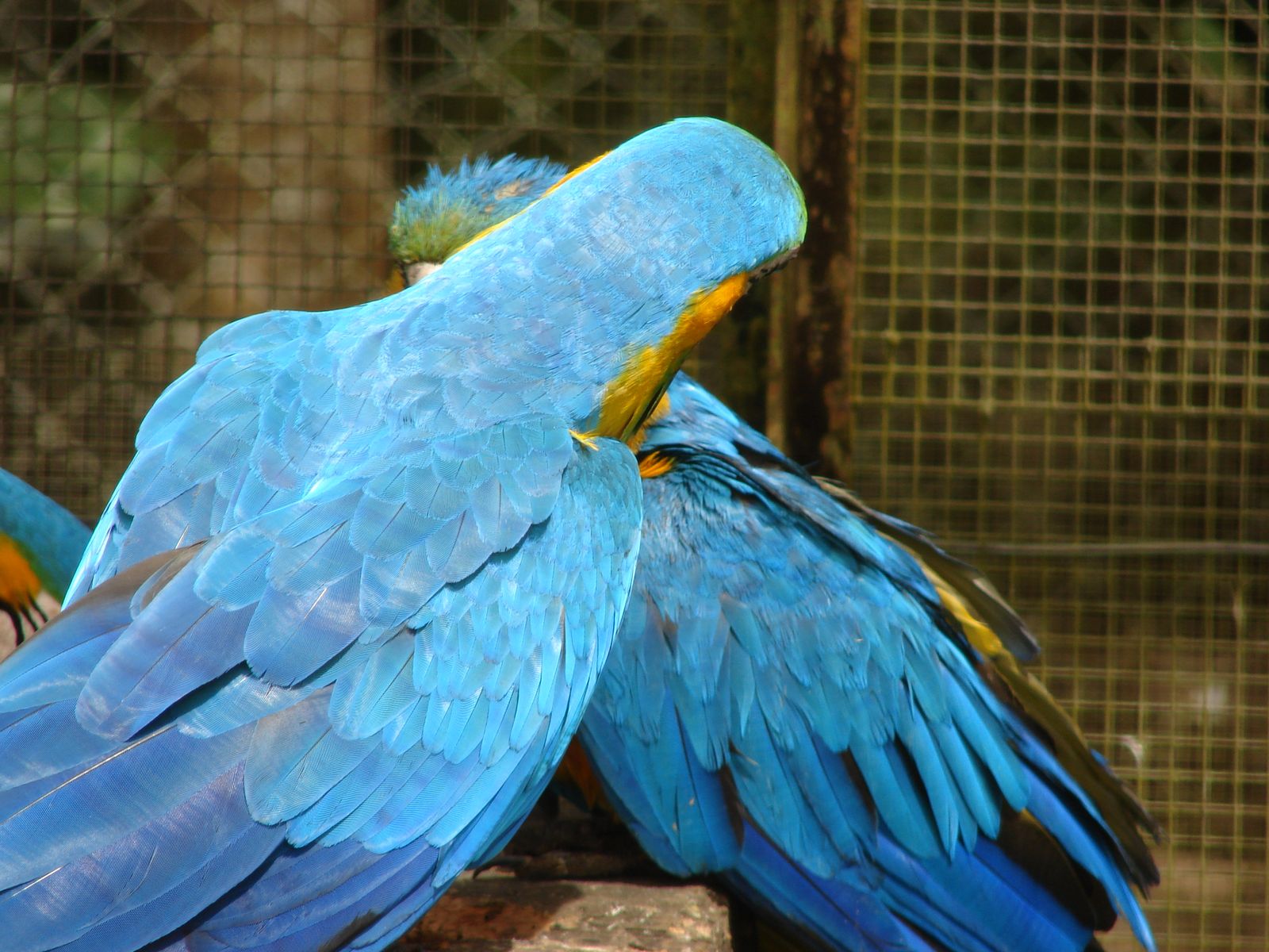 Fonds d'cran Animaux Oiseaux - Perroquets 