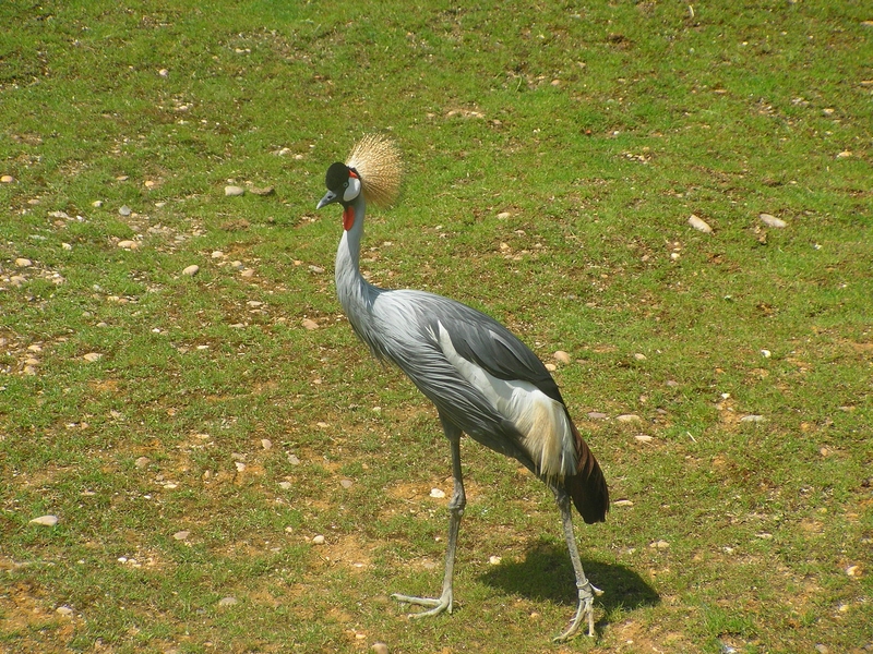 Fonds d'cran Animaux Oiseaux - Divers 