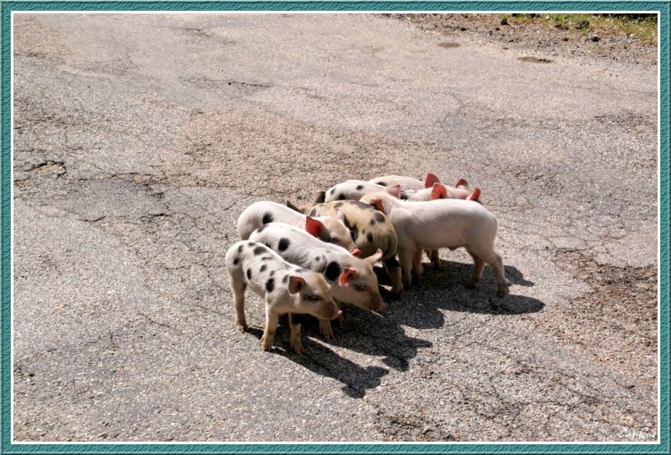 Wallpapers Animals Pigs L'Ile de beaut