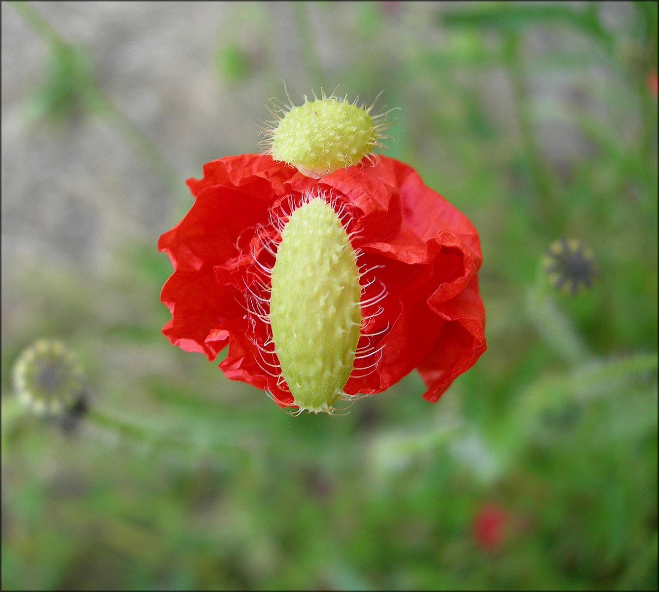 Fonds d'cran Nature Fleurs La naissance d'un coquelicot