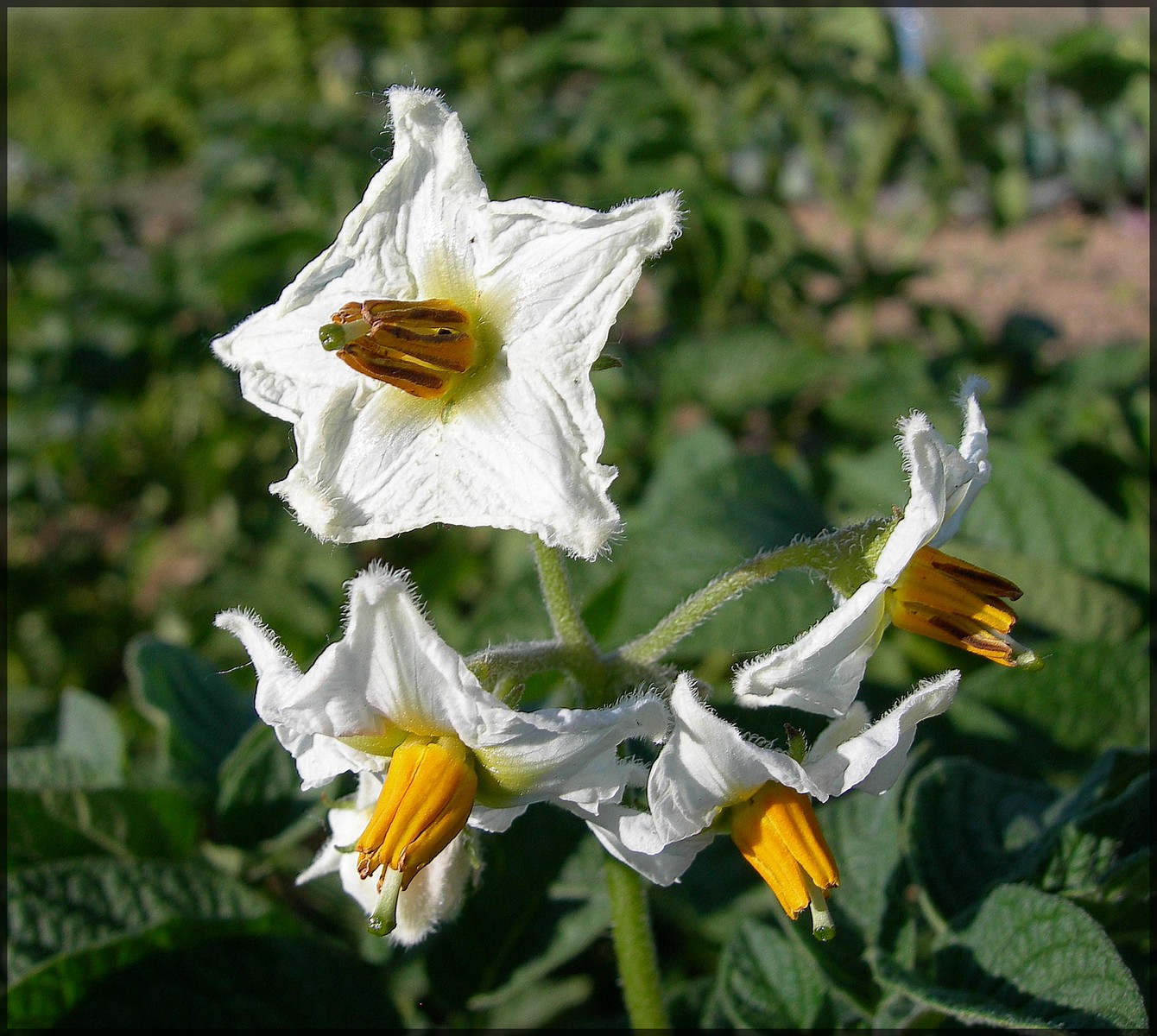 Wallpapers Nature Flowers Fleur de patate