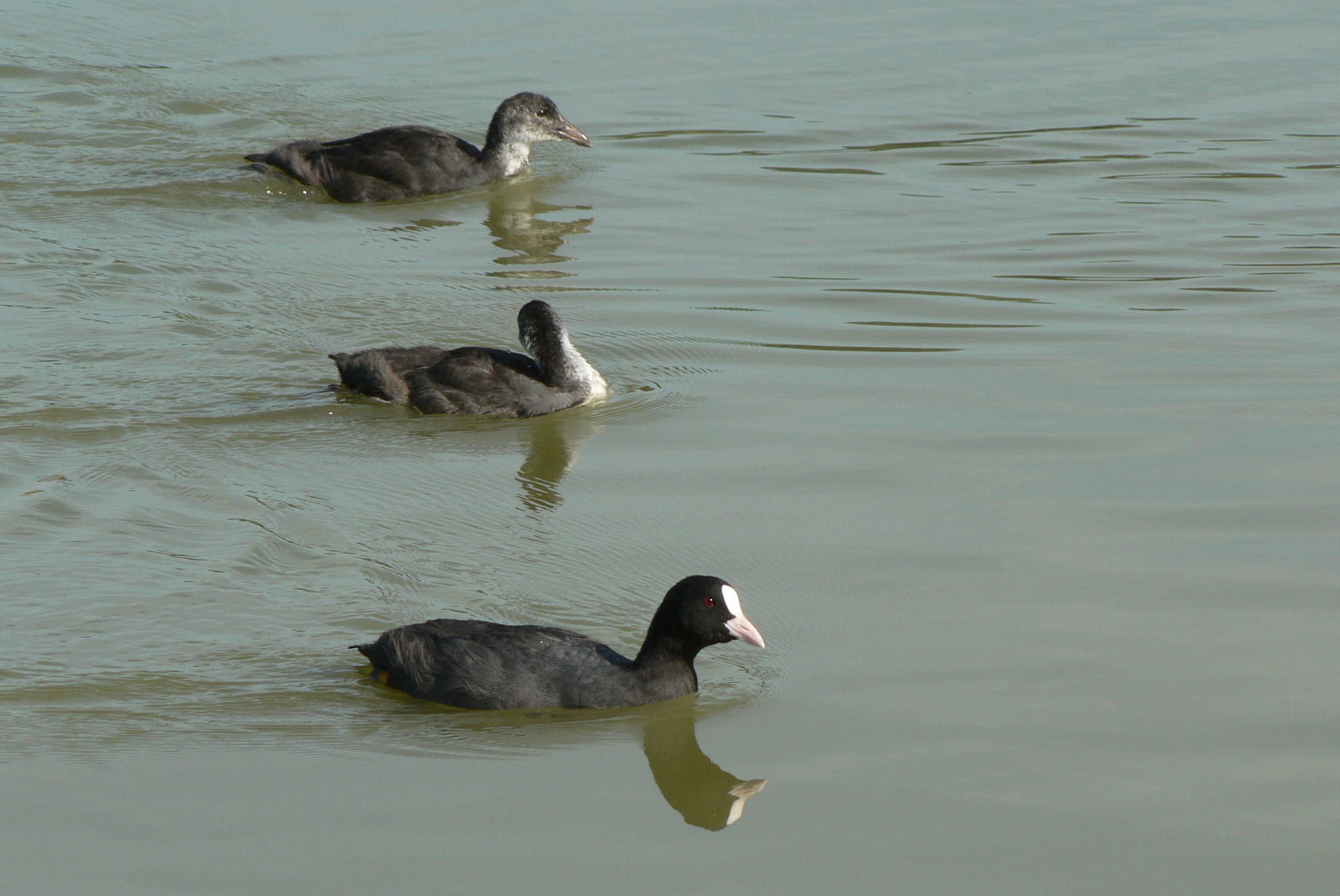 Wallpapers Animals Birds - Misc Famille de foulques macroules