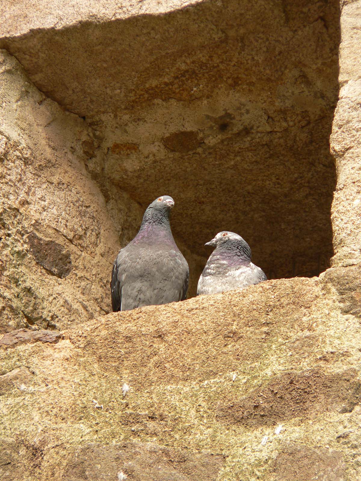 Wallpapers Animals Birds - Pigeons and Doves les amoureux