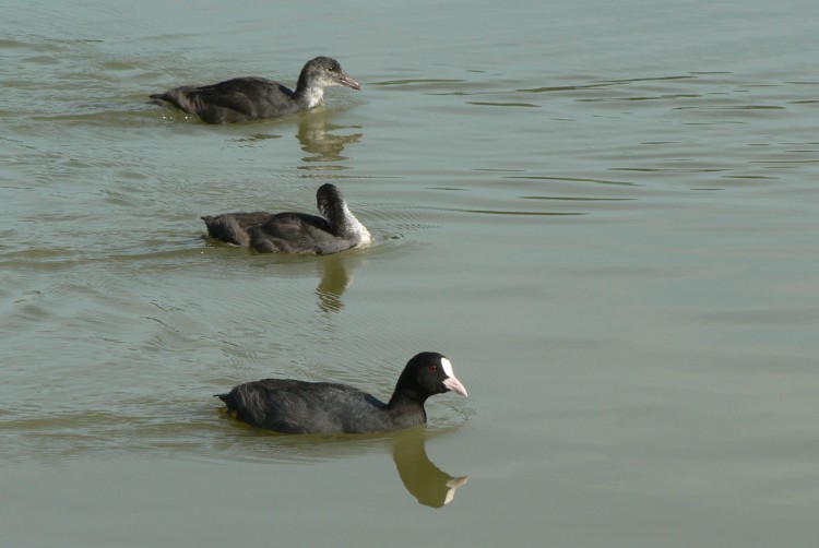 Wallpapers Animals Birds - Misc Famille de foulques macroules