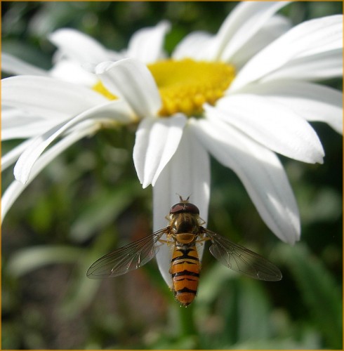 Fonds d'cran Animaux Insectes - Abeilles Gupes ... Wallpaper N146364