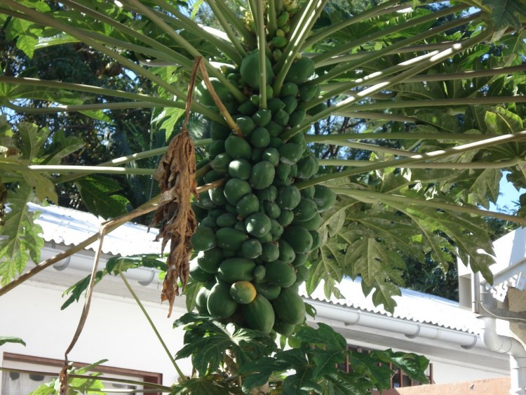 Fonds d'cran Nature Fruits PAPAYE VERTE