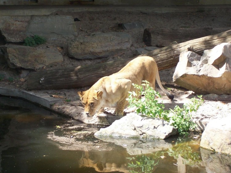 Fonds d'cran Animaux Flins - Lions Lionne