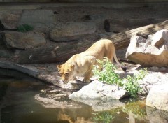 Fonds d'cran Animaux Lionne