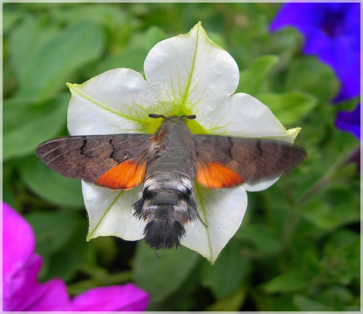 Fonds d'cran Animaux Insectes - Papillons Papillon