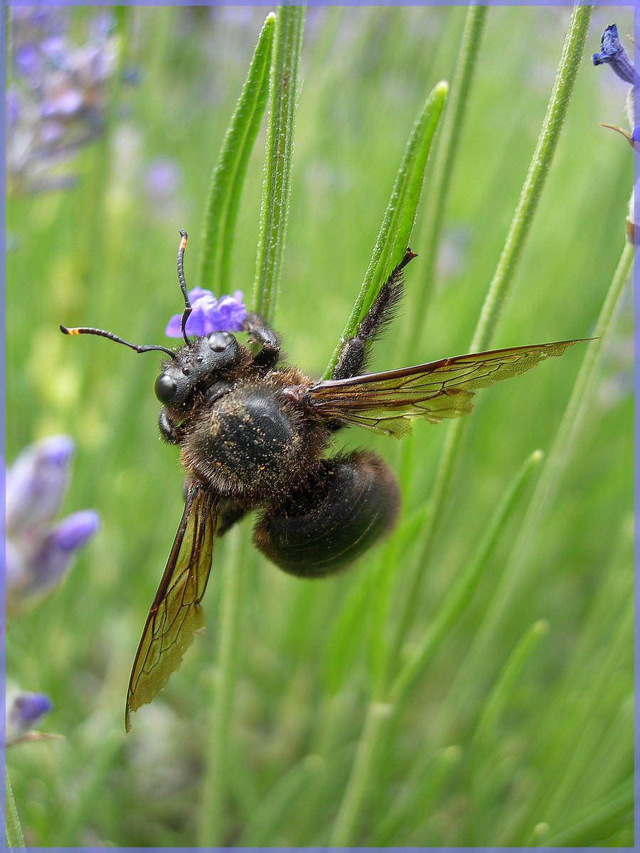 Fonds d'cran Animaux Insectes - Abeilles Gupes ... 