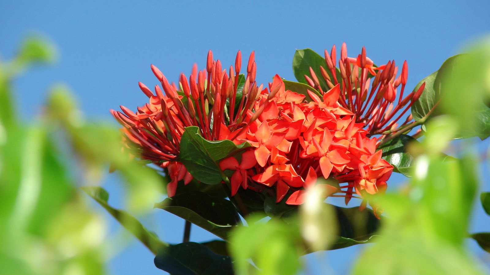 Wallpapers Nature Flowers Fleurs de buisson ardent