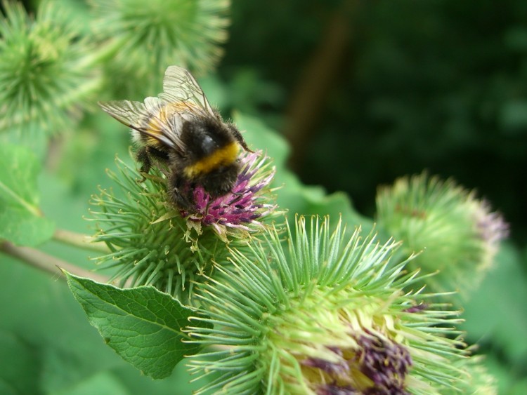 Fonds d'cran Animaux Insectes - Abeilles Gupes ... Humm! a sent bon!