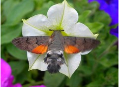 Fonds d'cran Animaux Papillon