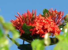 Wallpapers Nature Fleurs de buisson ardent