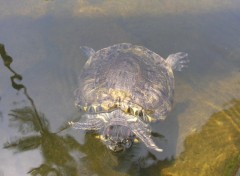 Fonds d'cran Animaux Tortue inconnue