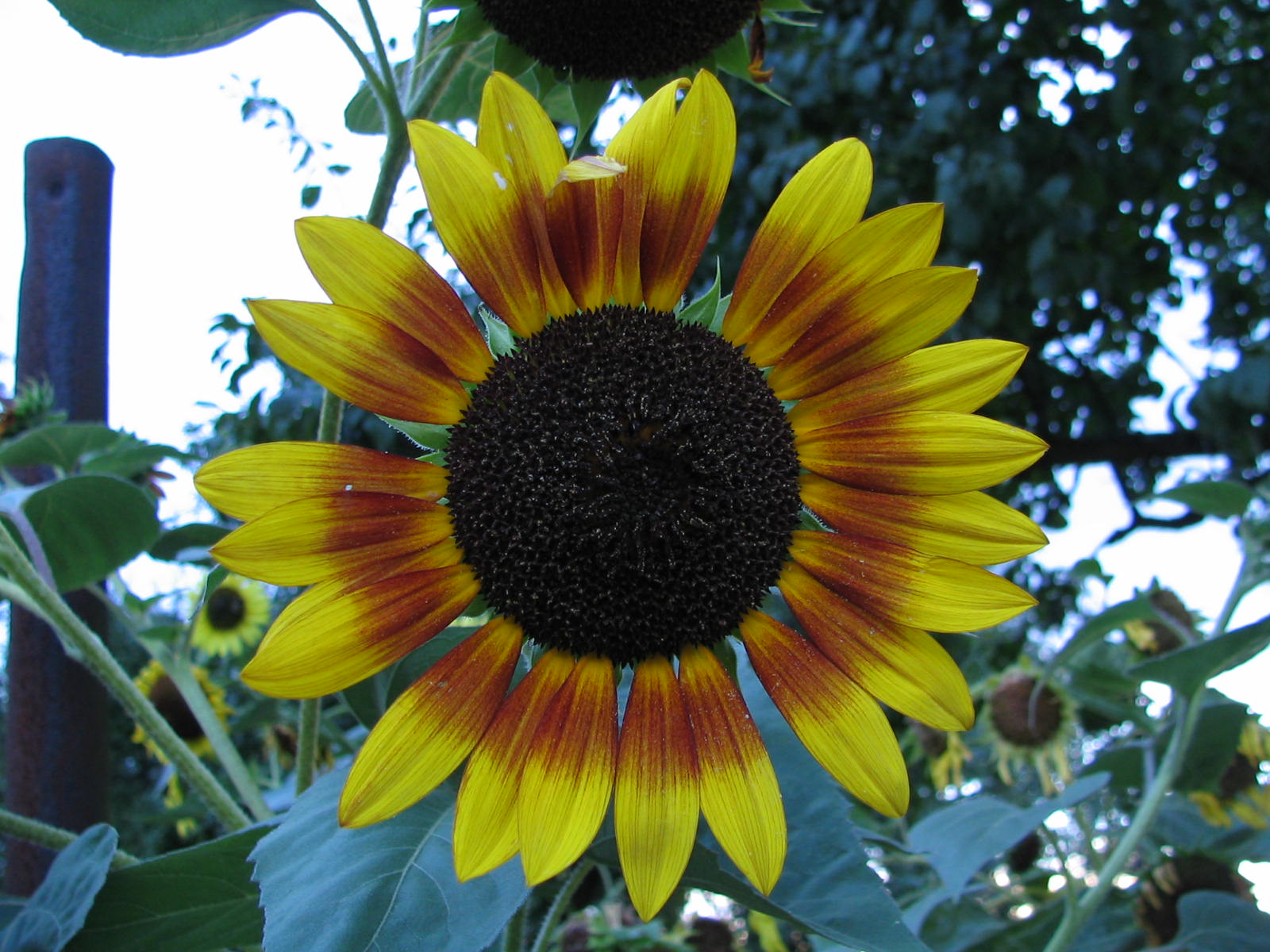 Fonds d'cran Nature Fleurs 