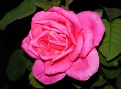 Fonds d'cran Nature rose de mon jardin