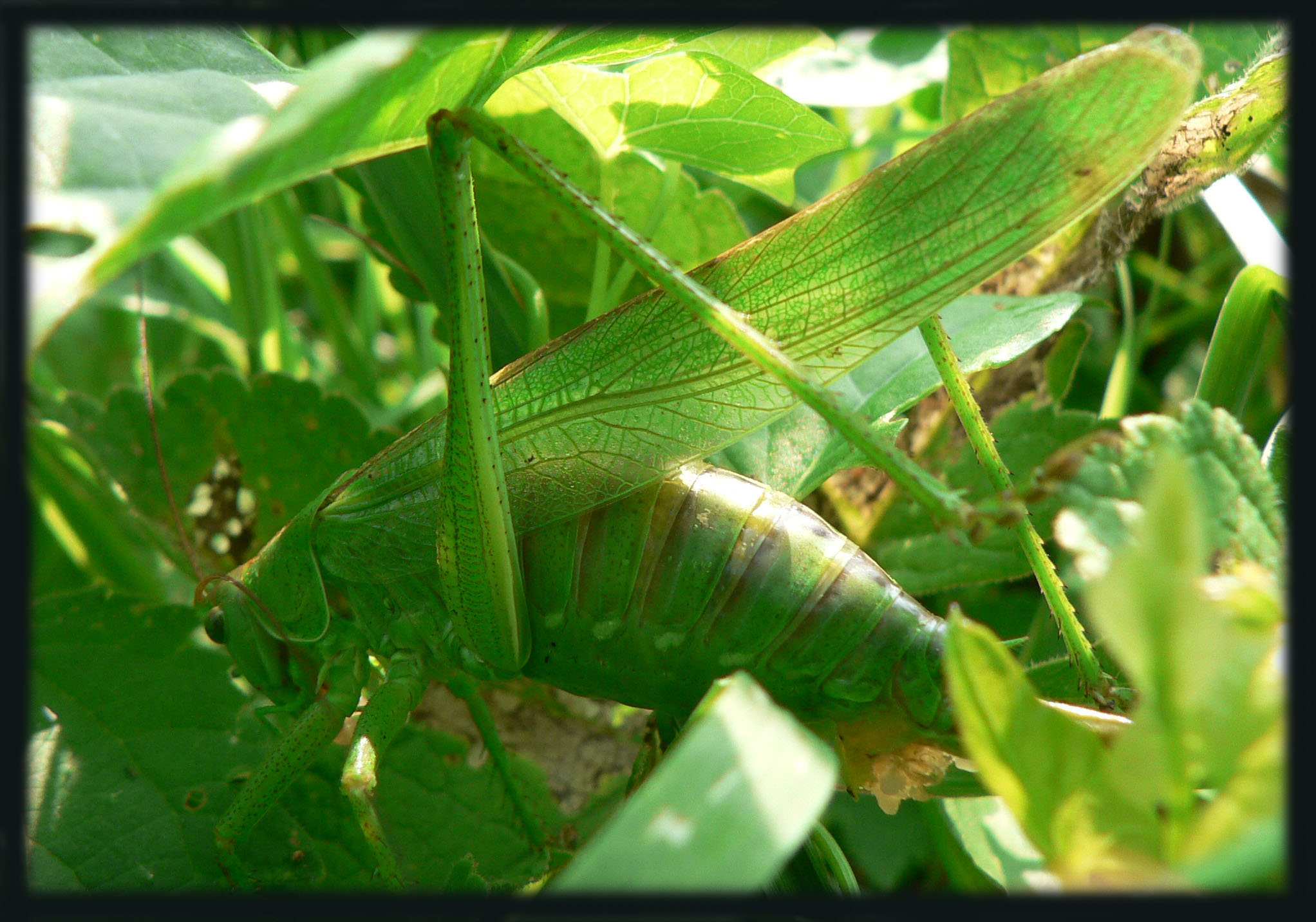 Wallpapers Animals Insects - Grasshoppers and Locusts La sauterelle verte