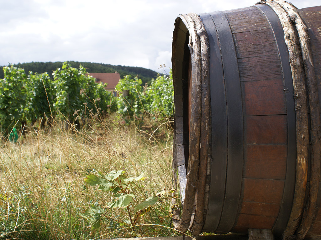 Fonds d'cran Nature Paysages vignes et tonneaux