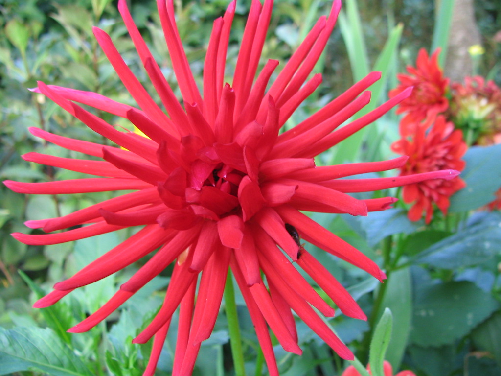 Fonds d'cran Nature Fleurs 