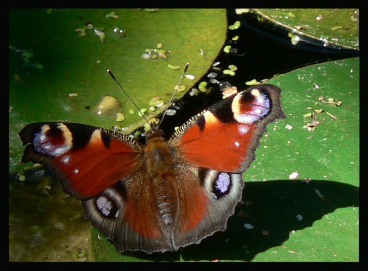 Wallpapers Animals Insects - Butterflies Inachis io